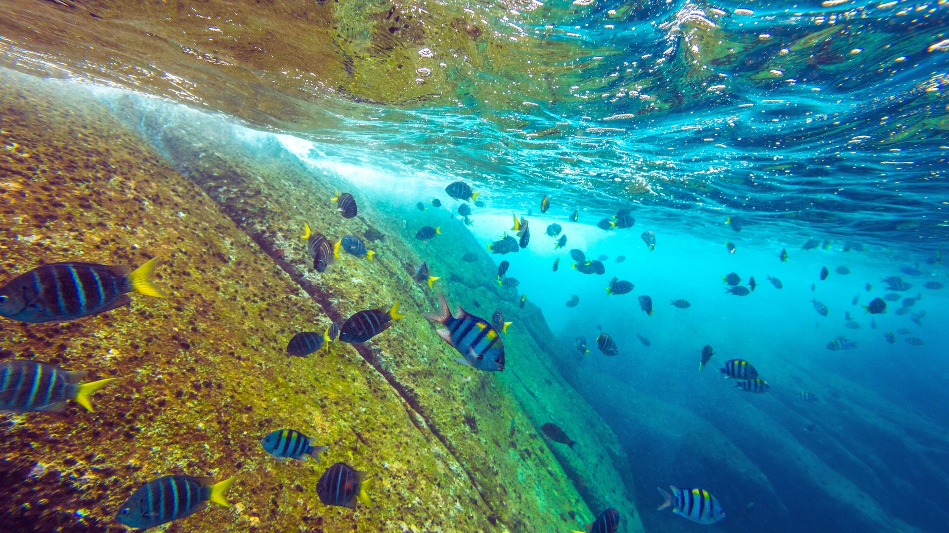 泰國海島旅遊：斯米蘭 Similan